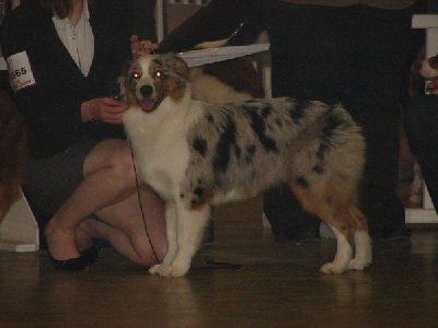 Divane blue beauty des rêves d'opaline - 1ère TRES PROMETTEUR - MEILLEUR PUPPY