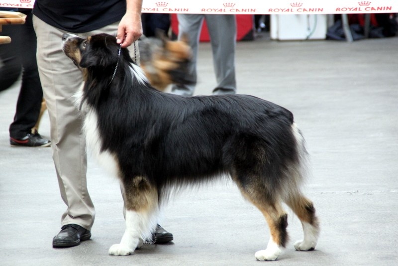 Fire under control my american black love des rêves d'opaline - EXCELLENT classe OUVERTE