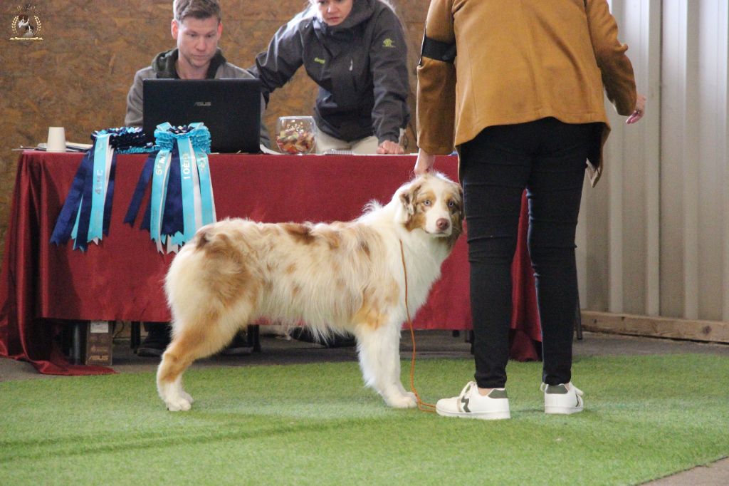 Victor of-the-gold medal des rêves d'opaline - TB/27 jeunes mâles