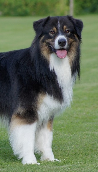 Fire under control my american black love des rêves d'opaline - 3ème EXCELLENT classe INTERMEDIAIRE