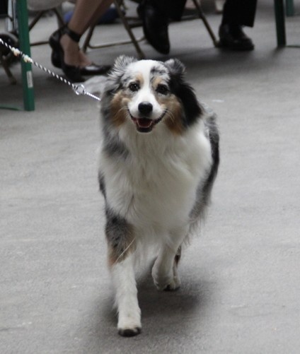 Balkane Of happy dream valley - EXCELLENT classe OUVERTE