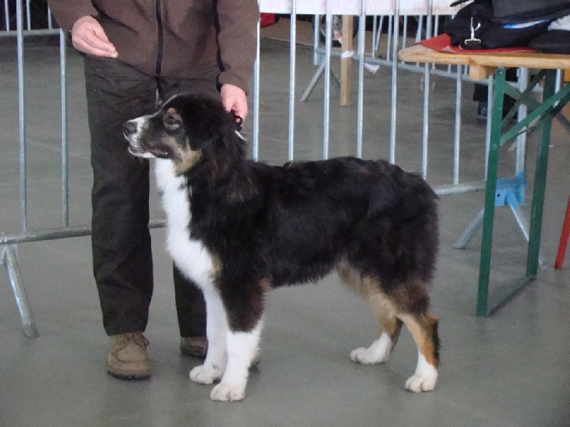 Fire under control my american black love des rêves d'opaline - TRES PROMETTEUR