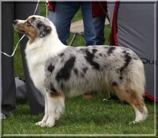 Divane blue beauty des rêves d'opaline - 1ère Place EXCELLENT + RCACS