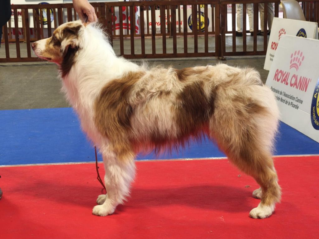 Victor of-the-gold medal des rêves d'opaline - 2ème TP/3