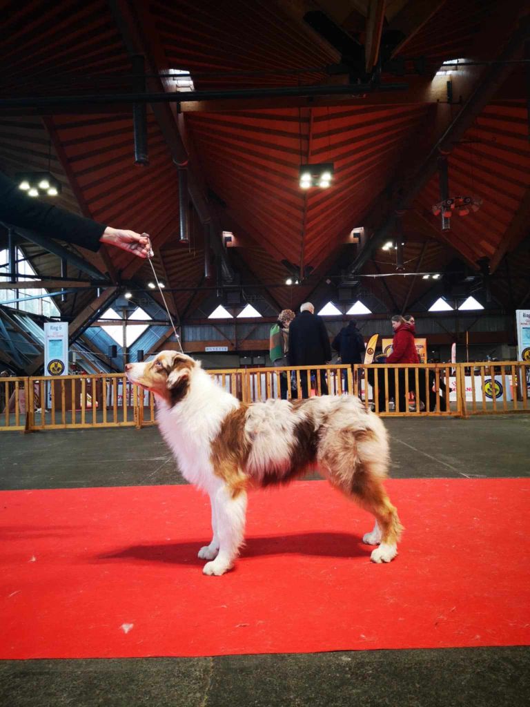 Victor of-the-gold medal des rêves d'opaline - 2ème TRES PROMETTEUR