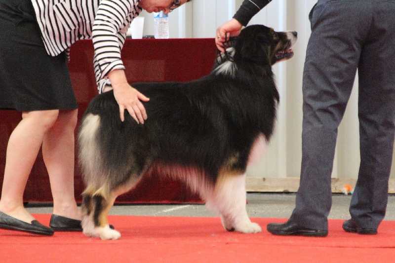 Fire under control my american black love des rêves d'opaline - TB classe ouverte de 89 mâles