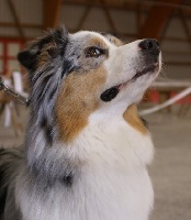 Balkane Of happy dream valley - TRES BON