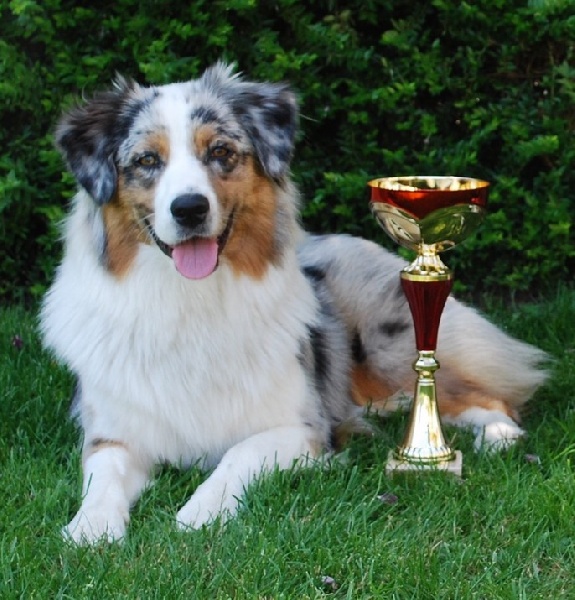 Divane blue beauty des rêves d'opaline - 1ère EXCELLENT - MEILLEUR JEUNE - BOS