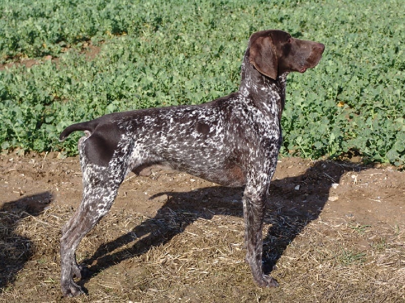 Publication : d'Elem Cathy