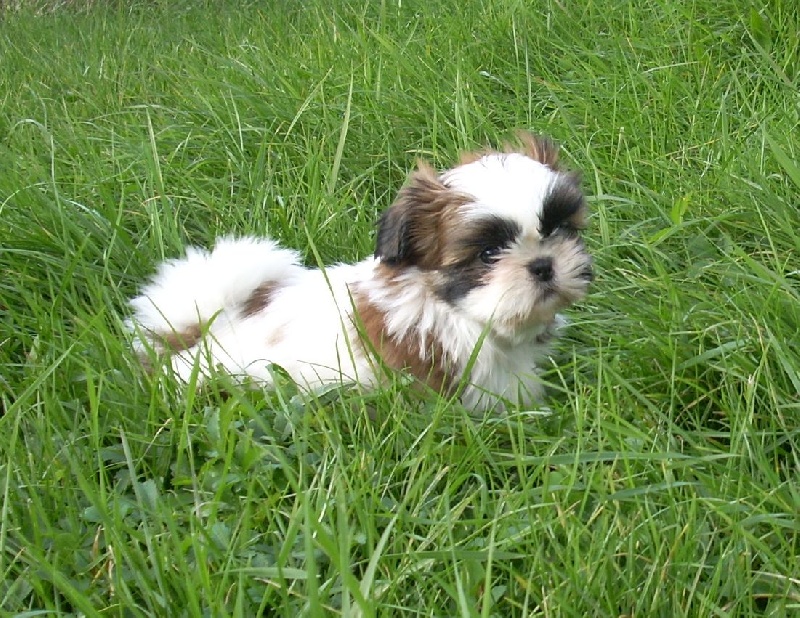 Publication : Mandarin Garden's