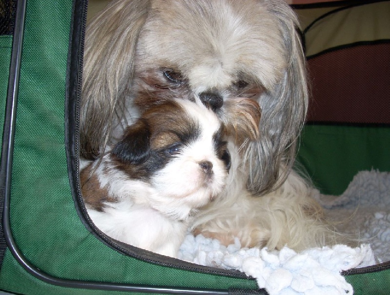 Publication : Mandarin Garden's