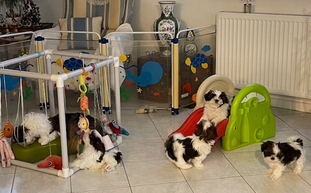 Shih Tzu - Mandarin Garden's