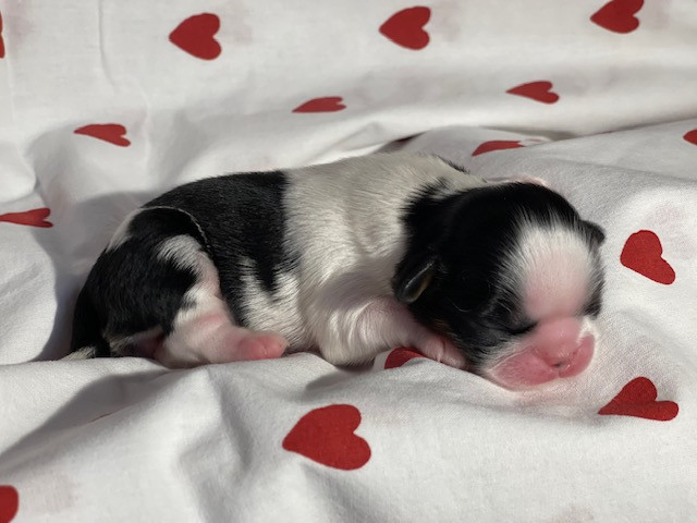 CHIOT 1 - Shih Tzu