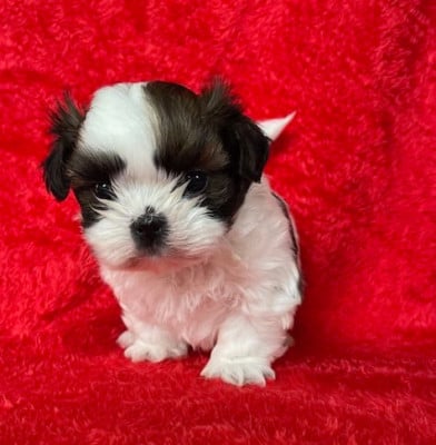 Les chiots de Shih Tzu