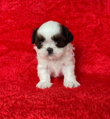 Les chiots de Shih Tzu