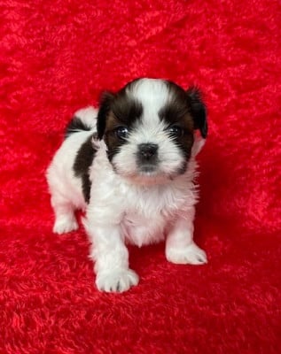 Les chiots de Shih Tzu