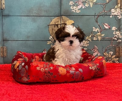 Les chiots de Shih Tzu