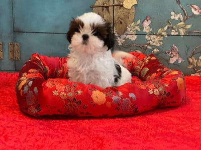 Les chiots de Shih Tzu