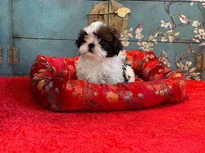 Les chiots de Shih Tzu