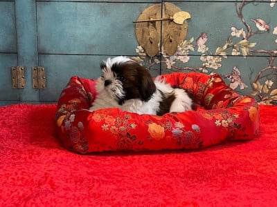 Les chiots de Shih Tzu