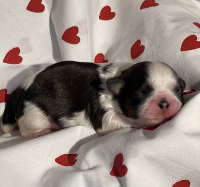 Les chiots de Shih Tzu