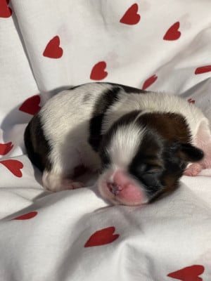 Les chiots de Shih Tzu