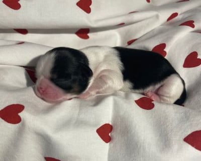 Les chiots de Shih Tzu