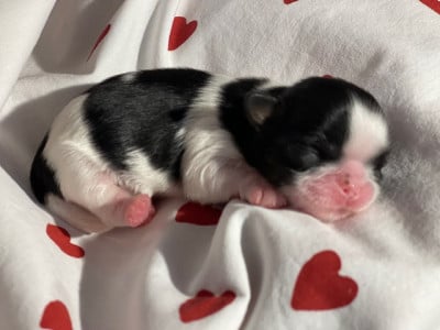 Les chiots de Shih Tzu