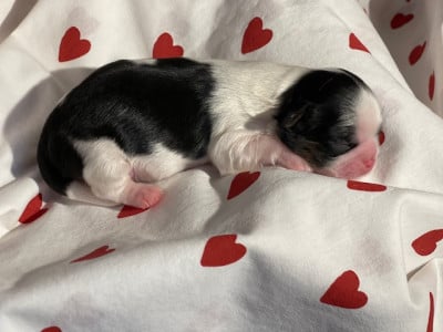 Les chiots de Shih Tzu