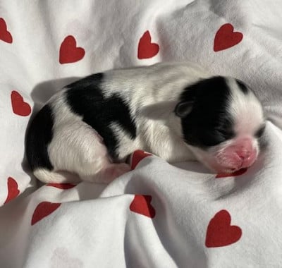 Les chiots de Shih Tzu