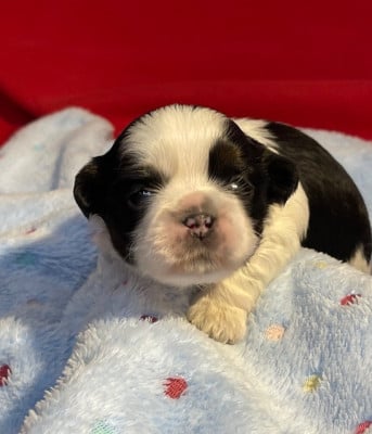 Les chiots de Shih Tzu