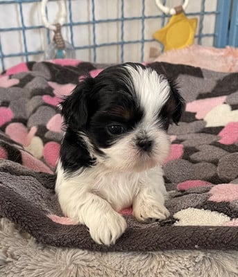 Les chiots de Shih Tzu