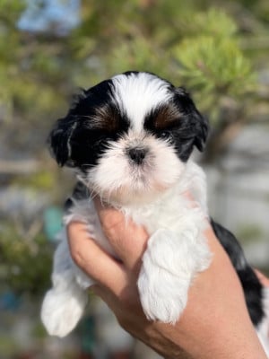 Les chiots de Shih Tzu