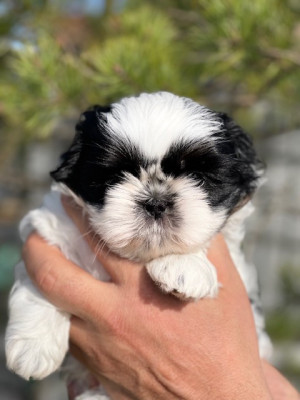 Les chiots de Shih Tzu