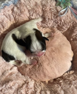 Les chiots de Shih Tzu