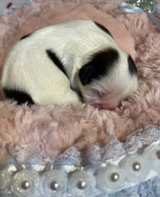Les chiots de Shih Tzu