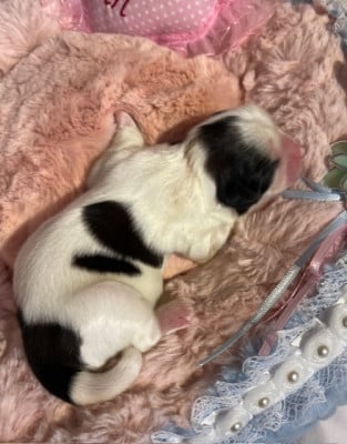 Les chiots de Shih Tzu