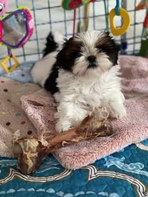 Les chiots de Shih Tzu