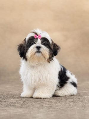 Les chiots de Shih Tzu