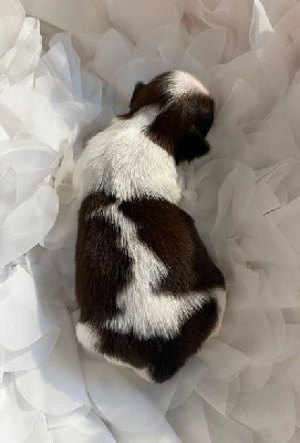 Les chiots de Shih Tzu