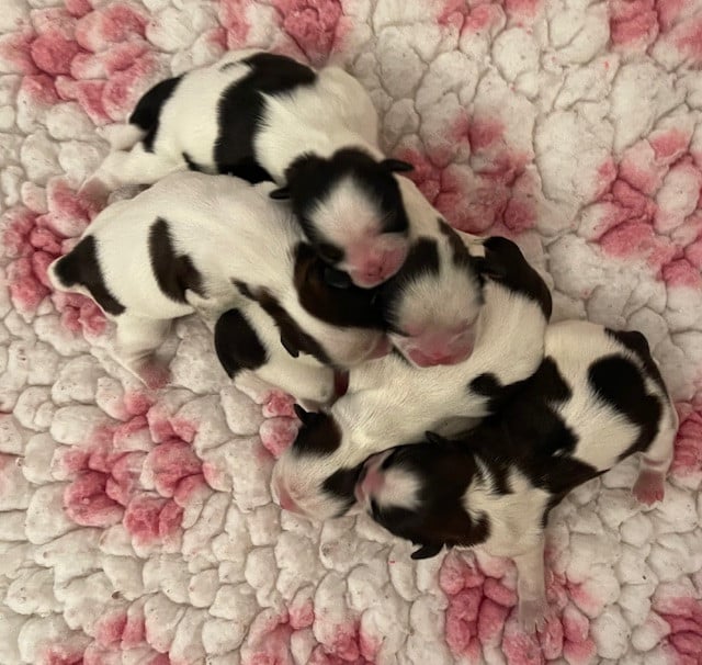 Shih Tzu - Mandarin Garden's