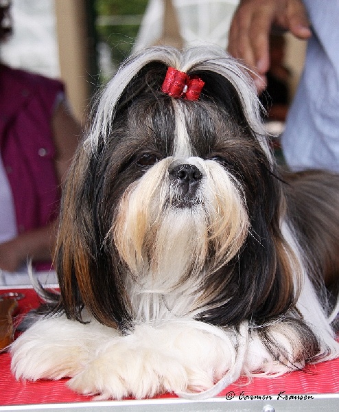 CH. Mandarin Garden's Fire blossom - excellent 2