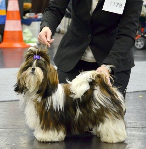 CH. Mandarin Garden's Fire blossom - très prometteur 1