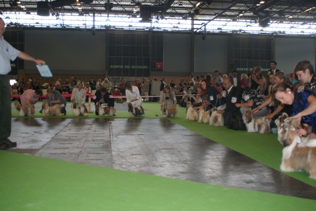 CH. Mandarin Garden's Fire blossom - excellent