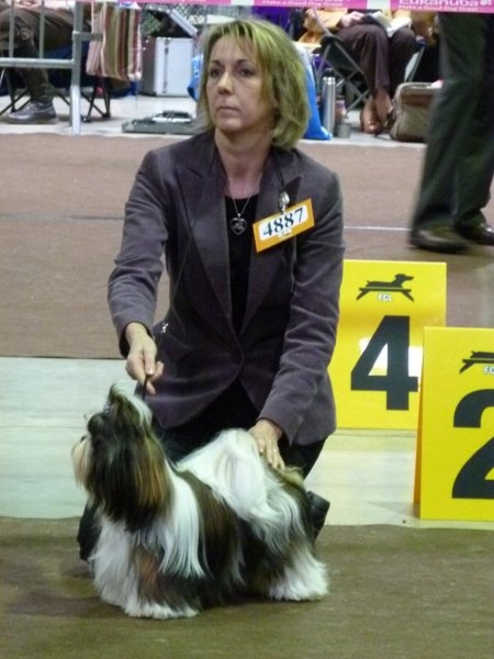 CH. Mandarin Garden's Fire blossom - excellent 3