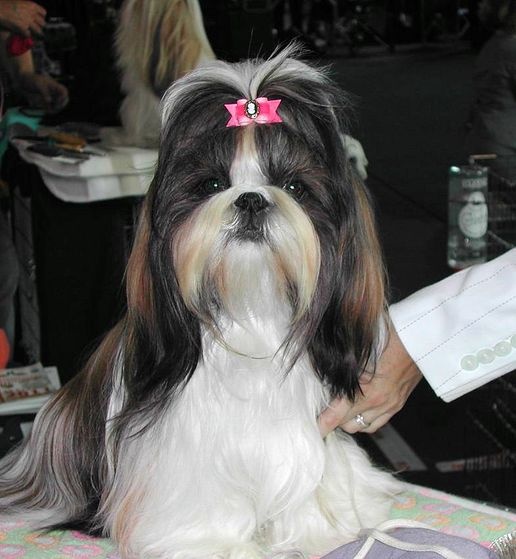 CH. Mandarin Garden's Fire blossom - VDH et Club Jgd. CAC