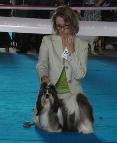 CH. Mandarin Garden's Fire blossom - excellent