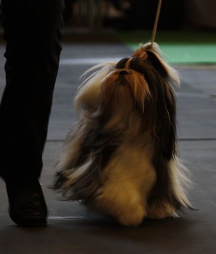 CH. Mandarin Garden's Fire blossom - très bon 2