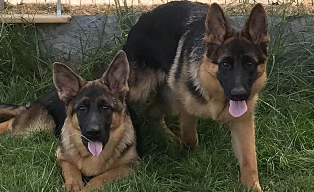 Tessy du repaire du Berger Allemand