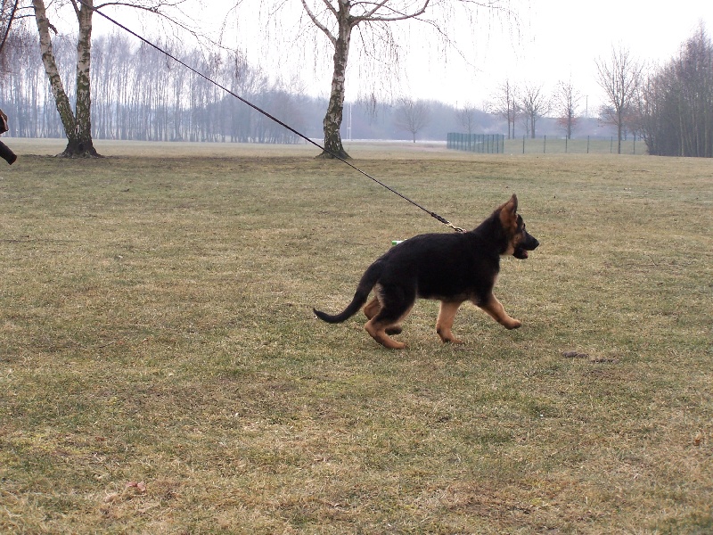 Publication : du repaire du Berger Allemand